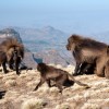 Why Go? Mountain Bike Expedition Ethiopia Gelada Baboons in the Simien Mountains