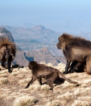 Gelada Baboons in the Simien Mountains