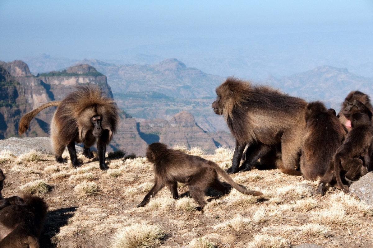 Gelada Baboons in the Simien Mountains