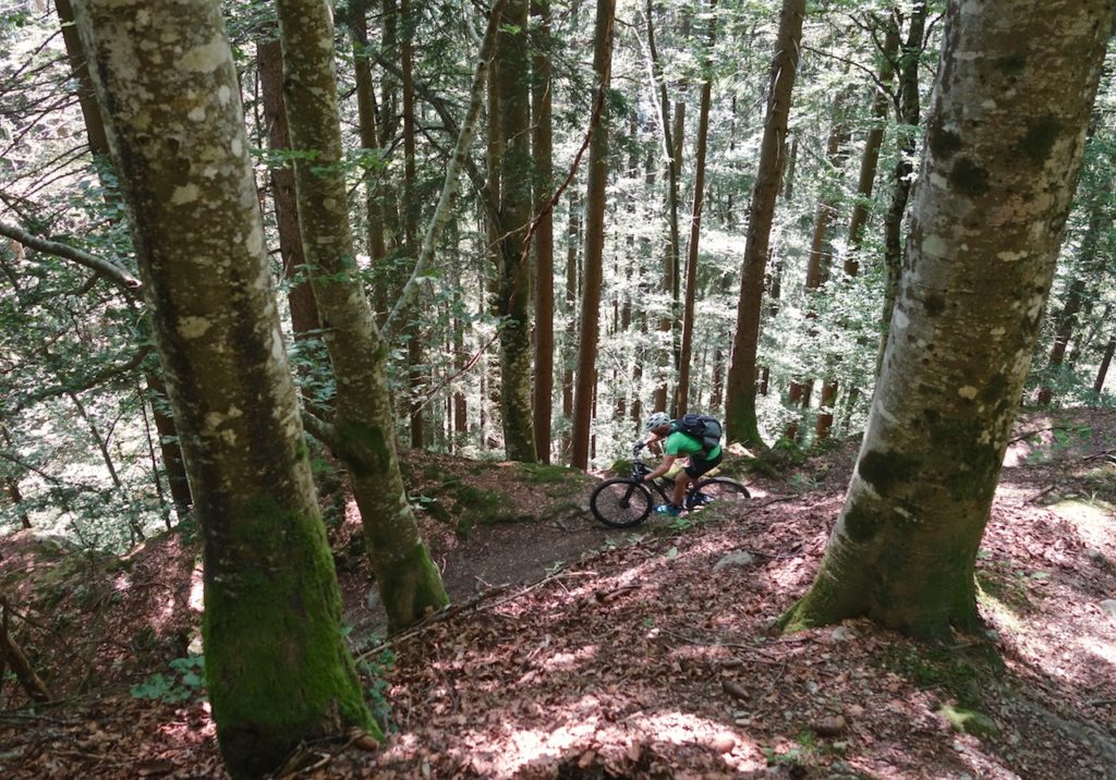 Mountain Biker riding the beech forests in the Alps