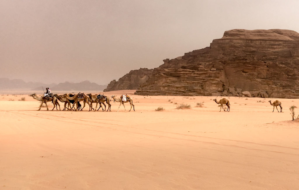 Camels Wadi Rum Jordan